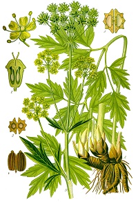 Liebstöckel (Levisticum officinale)