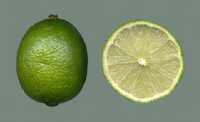 Limette oder Limonelle 