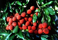 Litschi (Litchi chinensis)