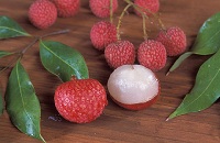 Litschi (Litchi chinensis)