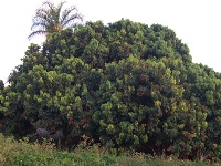 Litschi (Litchi chinensis)