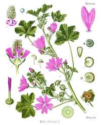 Wilde Malve (Malva sylvestris)