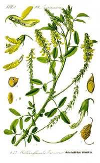 Echter Steinklee (Melilotus officinalis)