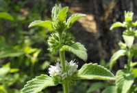 Ackerminze (Mentha arvensis)