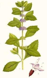 Ackerminze (Mentha arvensis)