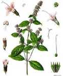 Mentha piperita L, Zeichnung von Blätter, Blüten und Früchten