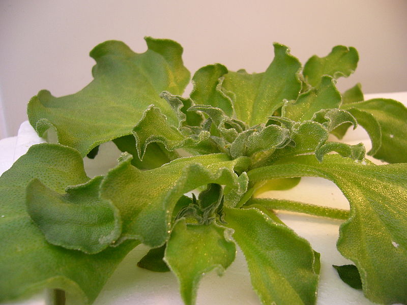 Eiskraut (Mesembryanthemum crystallinum) Blätter