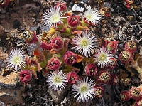 Eiskraut (Mesembryanthemum crystallinum) Blüten