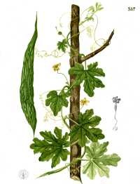 Balsamapfel (Momordica charantia)