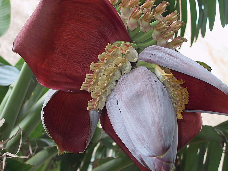 Blüte der Banane von Ruestz, CC-BY-SA-3.0