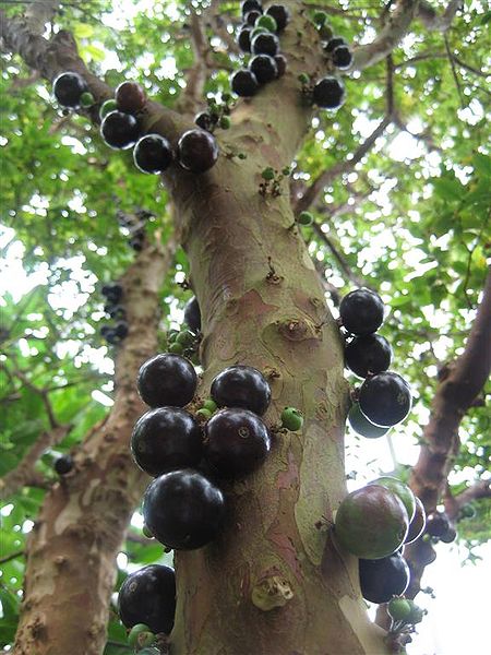 Baumstammkirsche (Myrciaria cauliflora)