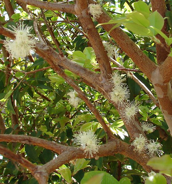 Baumstammkirsche - Myrciaria cauliflora- Blüte