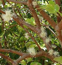 Baumstammkirsche - Myrciaria cauliflora- Blüte