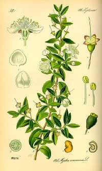 Myrte (Myrtus communis)