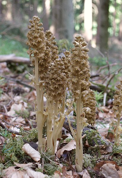 Vogel-Nestwurz (Neottia nidus-avis)