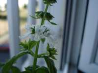 Basilikum (Ocimum basilicum)