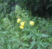 Gemeine Nachtkerze (Oenothera biennis)