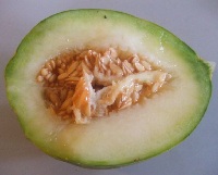 Ogenmelone (Cucumis melo var. cantalupensis 'Ogen')