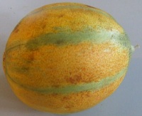 Ogen-Melone (Cucumis melo var. cantalupensis 'Ogen')