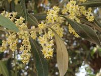 Olivenbaum Blüte