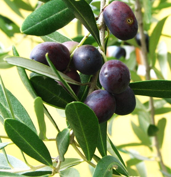 Olea europaea