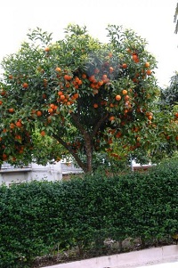 Orangenbaum