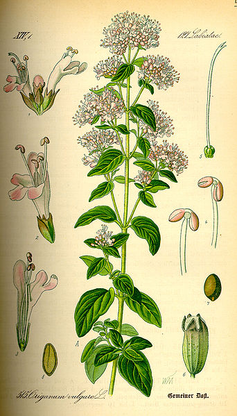 Oregano (Origanum vulgare), Zeichnung
