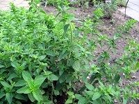 Oregano (Origanum vulgare)