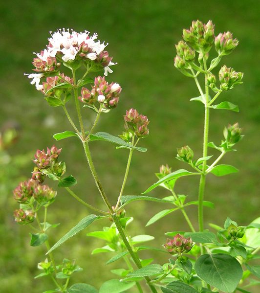 Blüten, Oregano (Origanum vulgare), von Dobromila, CC-BY-SA-3.0