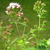 Oregano (Origanum vulgare)