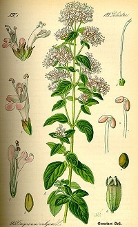 Oregano (Origanum vulgare)