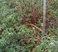 Knolliger Sauerklee (Oxalis tuberosa)