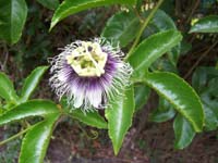 Passiflora edulis forma flavicarpa
