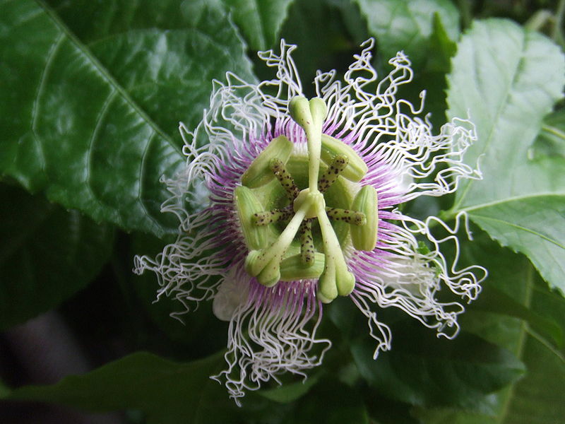 Blüte der Purpurgranadilla (Passiflora edulis forma edulis)