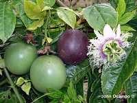 Maracuja - Passionsblumen (Passiflora)