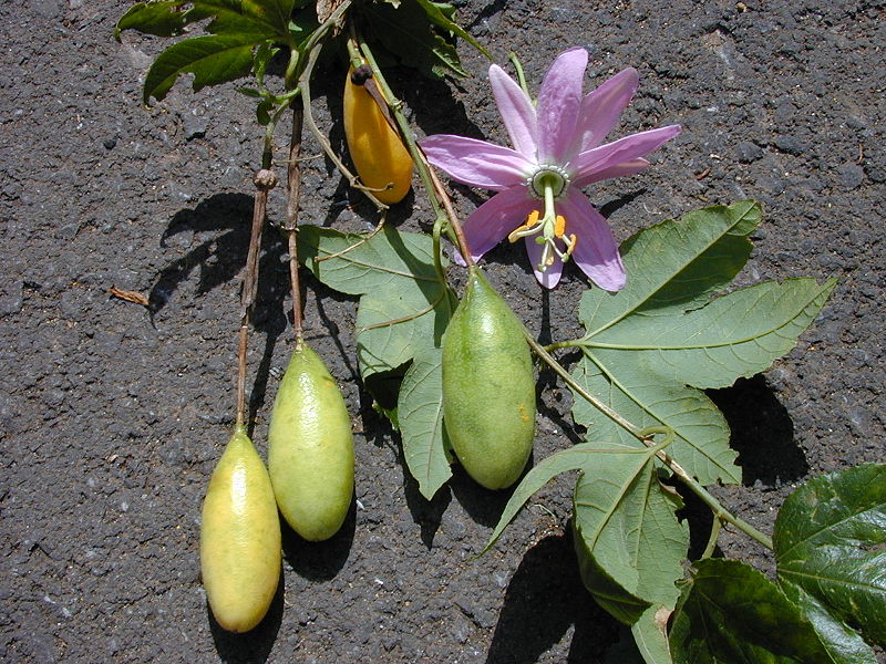 Früchte, Blätter und Blüte der Curuba von Forest & Kim Starr, CC-BY-SA-3.0