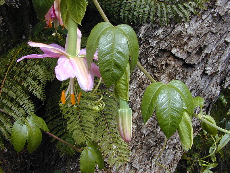 Blätter und Blüte der Curuba von Forest & Kim Starr, CC-BY-SA-3.0
