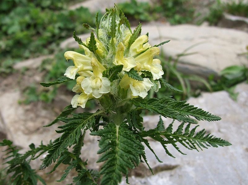 Pedicularis hacquetii by Opioła Jerzy [CC-BY-SA-3.0 (www.creativecommons.org/licenses/by-sa/3.0)]