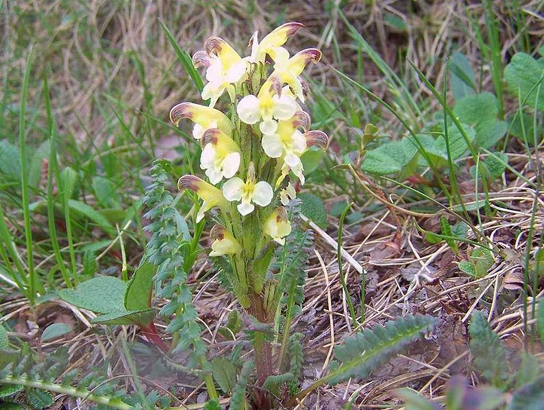 Pedicularis oederi by Opioła Jerzy [CC-BY-SA-3.0 (www.creativecommons.org/licenses/by-sa/3.0)]