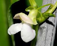 Phaseolus vulgaris Blüte
