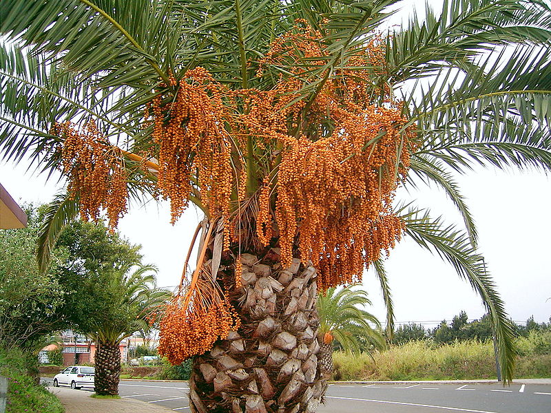 Blätter, Stamm und Früchte der Kanarischen Dattelpalme von Frank Vincentz, CC-BY-SA-3.0