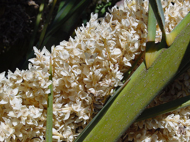 Blüte der Kanarischen Dattelpalme, Phoenix canariensis
