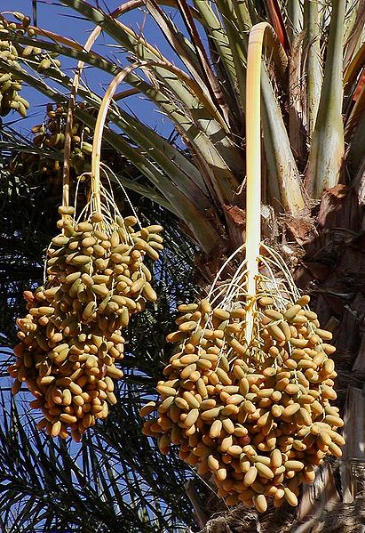 Früchte der Echten Dattelpalme, Phoenix dactylifera