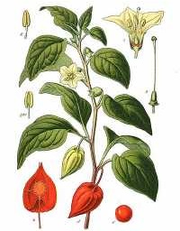 Lampionblume (Physalis alkekengi)