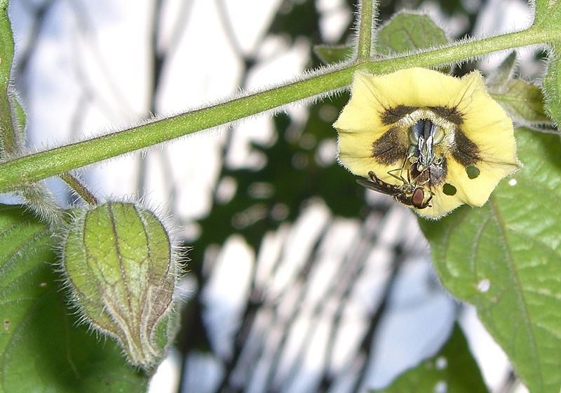 Kapstachelbeere (Physalis peruviana) von Philipp Weigell, CC-BY-SA-3.0