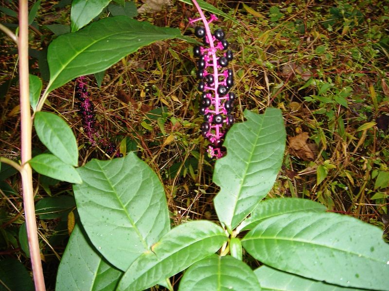 Amerikanische Kermesbeere (Phytolacca americana)
