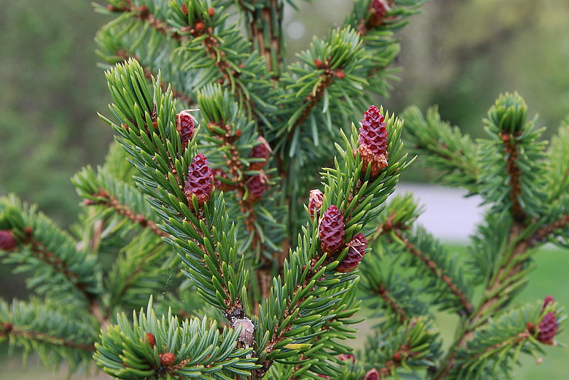 Serbische Fichte (Picea omorika)
