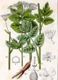 Bibernelle (Pimpinella)