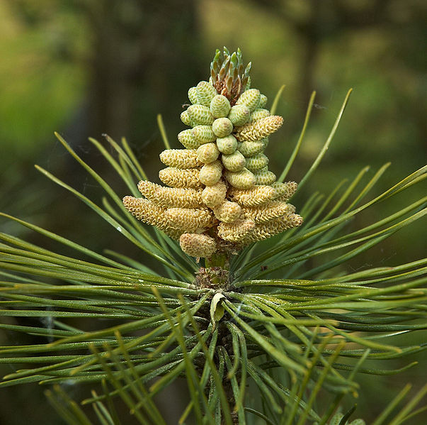 Schwarzkiefer (Pinus nigra)