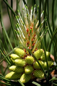Weihrauch-Kiefer (Pinus taeda)